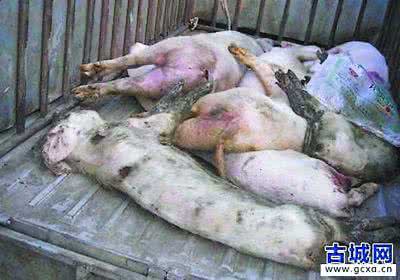 口蹄疫的猪肉能吃吗 江西口蹄疫病死猪肉流入七省市