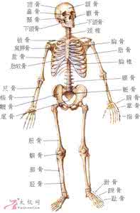 太极拳发劲 发劲 传统拳失去了发力源还可以发劲吗？｜ 如何让内脏与筋骨联动？（附图、视频）