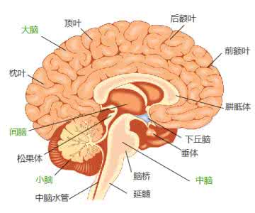 脑梗塞有哪些症状表现 脑梗塞有哪些症状表现 脑梗塞表现有哪些呢？