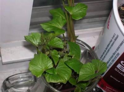 楼顶露台小花园种菜 菜根种出一座小花园