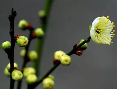 鸟语花香 心态平和，鸟语花香（精美散文）
