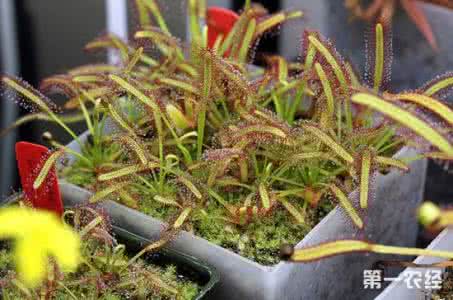 食虫植物种植 食虫植物室内种植 食虫植物有哪些 食虫植物种植的基本常识