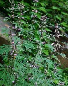 有助于睡眠的花草 哪些花草有助润颜