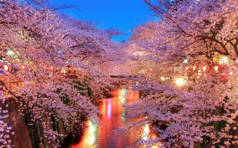 浪漫樱花 优选配方 | 浪漫樱花季:樱花吐司