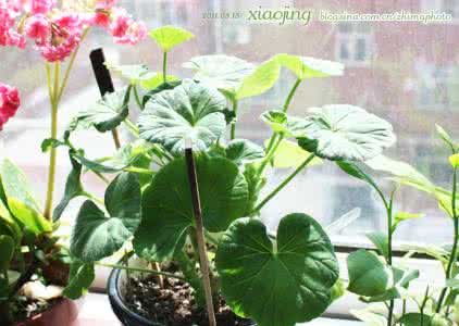 怎么让吊兰一颗发一盆 吊兰居然有这么多种 小小一颗蓝莓居然能防治这么多疾病 长知识了