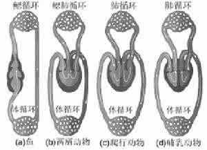 循环系统的组成 循环系统的进化  哺乳类的循环系统  