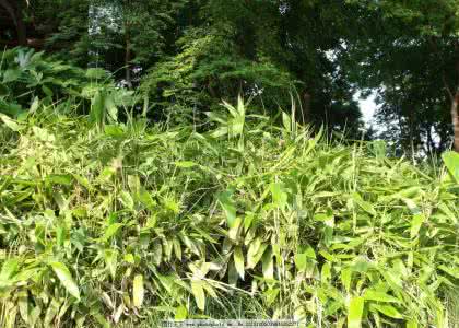 灌木丛林逃生 棒针模式----“灌木丛林”