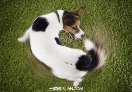 狗狗转圈圈 狗狗为什么会一直转圈圈