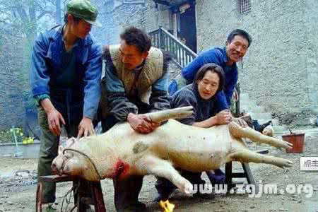 做梦梦见杀猪 做梦梦见杀猪 梦见别人杀猪