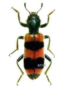 枣树上郭公甲科 郭公甲科