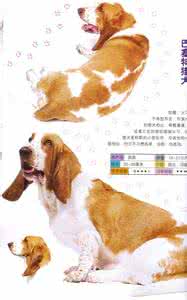 小狗年龄怎么算 三个月龄小狗日常饲养指南