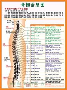 中国脊柱推拿手法全书 脊柱推拿的手法传统分类