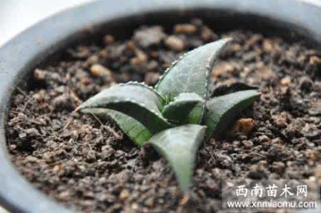 园艺产品的营养与功能 【园艺】龙鳞图鉴：龙鳞怎么养