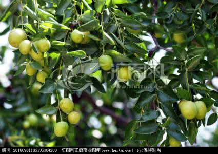 梦见枣树结满了青枣 梦见枣树结满了青枣 梦见偷青枣