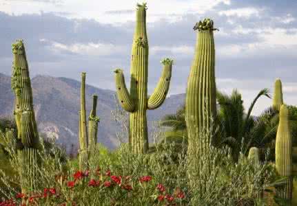 周公解梦仙人掌 周公解梦梦见仙人掌 梦见仙人掌