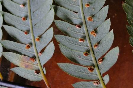 羽状裂 三回羽状半裂的