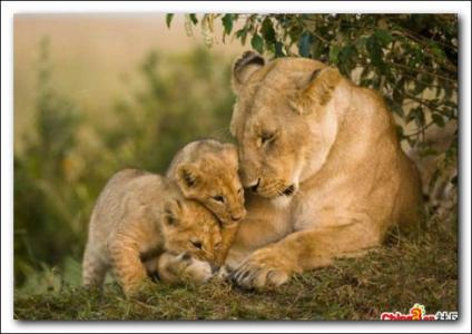 捡到一只小麻雀 一只小麻雀的至爱亲情  转载