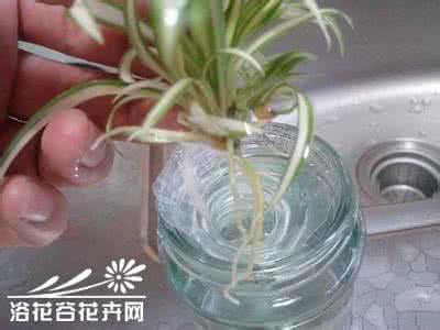 废物利用自制吊兰花盆 图解水培银心吊兰全攻略