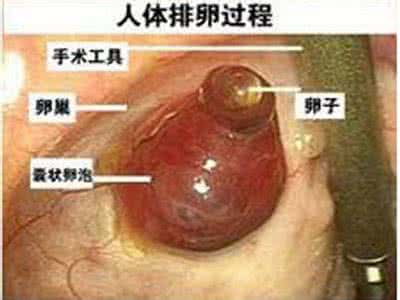 怎样知道卵子已经排出 卵子多大排出