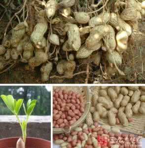 吃什么助消化 吃什么抗衰老 吃7种芽菜抗衰老助消化