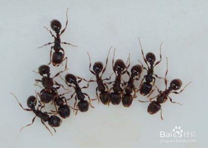 治理蚂蚁 家里有蚂蚁怎么办 家里有蚂蚁怎么办？10个治理蚂蚁的简单方法