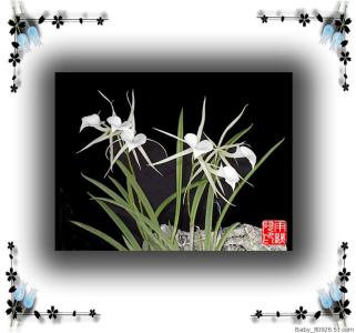 越剧兰花吟张琳 【精品图文】兰花吟10篇（上）
