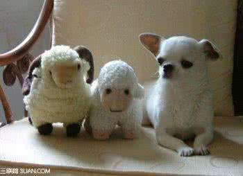 怎么选宠物狗狗 宠物狗狗怎么减肥