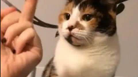 养猫的原因 这9个养猫的原因中,肯定有一条是你!