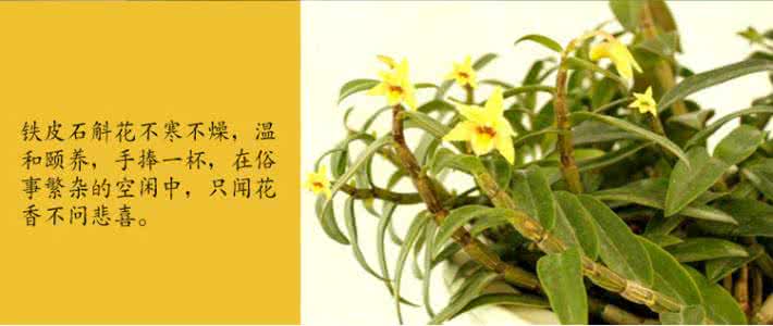 鼓槌石斛花价格 石斛花 石斛花的价格