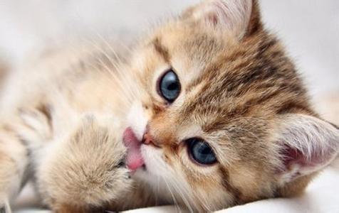 猫咪流口水 猫咪流口水是什么原因
