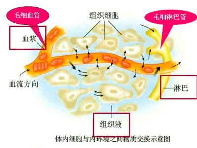 内环境与稳态知识点 内环境与稳态