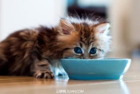 宠物小猫咪 宠物猫咪的家庭训练的技巧