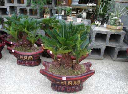 铁树的风水 如何利用铁树植物很好的改变家里的风水