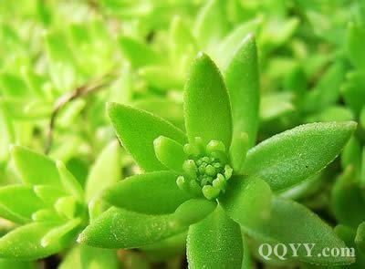 草药偏方治百病 草药偏方治:病毒性肝炎