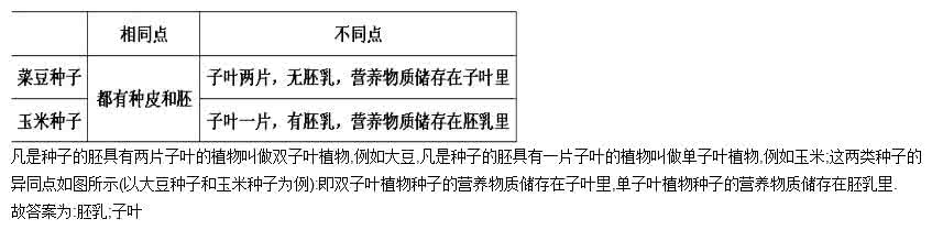 单子叶植物茎的结构 单子叶 单子叶植物种子贮存营养物质的结构是______，而双子叶植物种子则利用______来贮存营养物质的．