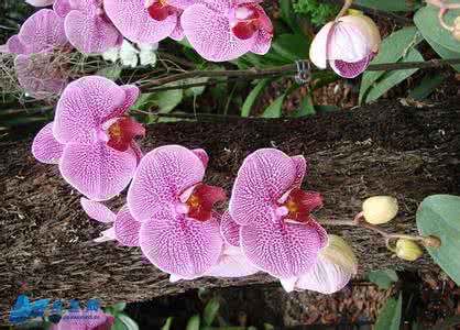 蝴蝶兰的养护 蝴蝶兰的冬季养护管理