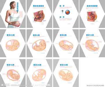 受孕过程 受孕过程 受孕过程介绍