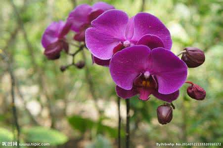 蝴蝶兰茶的功效与作用 蝴蝶兰有什么作用