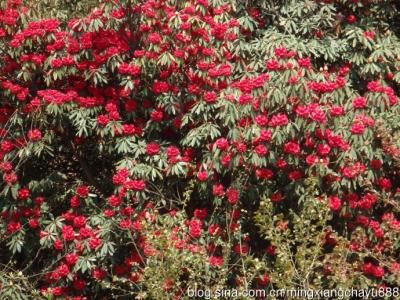 年年岁岁岁岁年年 年年岁岁人不同，岁岁年年茶相似.....