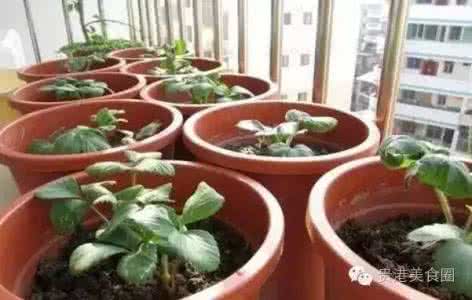 厨房水培吃不完的蔬菜 绝了！以菜种菜，一辈子吃不完，不看可惜～