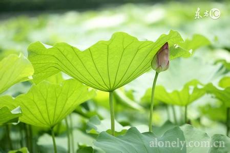 中医经络排毒九大诀窍 【中医诀窍】图荐《两分钟见效的快速降血压方法》