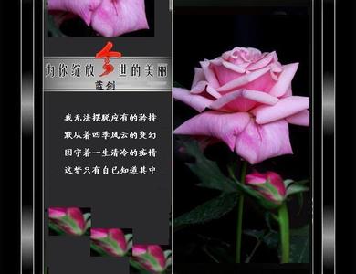 为你绽放的野菊花答案 美丽为你绽放