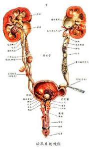 老中医不花钱减肥秘方 泌尿系结石秘方