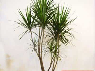 多肉的养殖方法 千年木的养殖方法