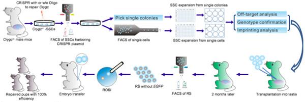 crispr cas9载体构建 crispr cas9载体构建 利用CRISPR-Cas9技术构建出细胞疾病模型