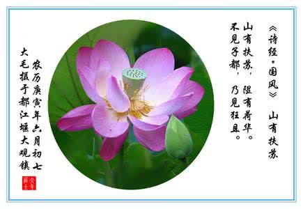 荷花古诗词 古诗词《荷花》