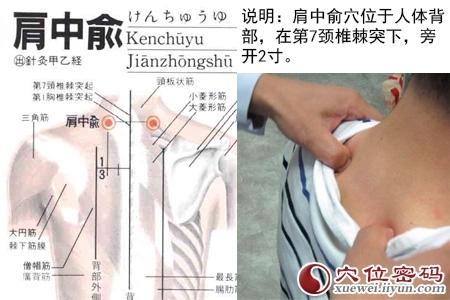 艾·穴位│肩中俞穴：治疗支气管炎、肩关节周围炎、落枕