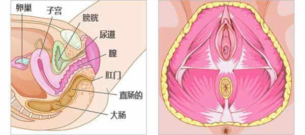 消防栓灭火器使用方法 阴道冲洗器的使用方法 阴道栓的使用方法