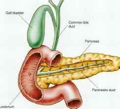 慢性胰腺炎的判定因素 胰腺的位置 这些因素会导致胰腺炎