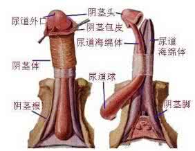 阴茎疾病挂什么科 阴茎青紫是否是疾病发出的信号